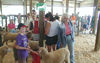 FEEDING SHEEP