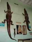 Damp crocodiles