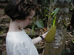 Jackfruit