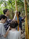 Variegated bamboo