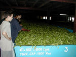 Bins to store the morning's harvest and to "wither" it.  