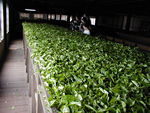 This setup is called "trough withering." The quantity of leaves was amazing