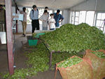 From this hopper the processing begins