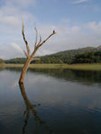 We managed to see elephants, otters, and wild boars.  