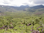 More scenery.  