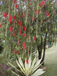 Tree in the hotel's garden