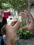 A cashew fruit and nut.  The top part is the fruit.  The bottom is shaped like a cashew, though you can't really tell that from the photo.  The nut we eat is inside the skin of the lower part.