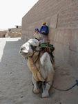 Maggie and Dad using guidebook to identify strange desert beast