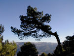 Leaning tree