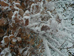 Nature composition