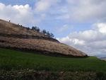 Cool patterns in the field