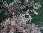 Brown leaves on oak trees