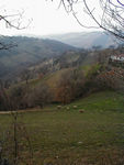 Can't resist taking a picture of Italian sheep