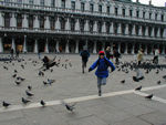 Rotten children scaring pigeons again, and again, and again.