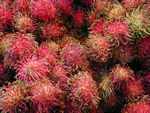Fruit