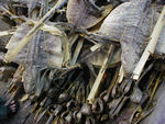 Even, dried lizards