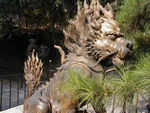 Cool lion