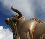 Head of a yak.