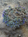 Wildflowers