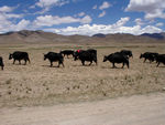 Yaks "grazing."