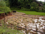 Rice paddies