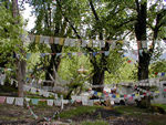 Flags and trees