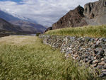 View of Kagbeni's fields