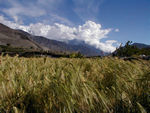 Fields