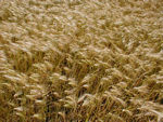 Barley