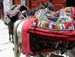 Horses with traditional, beautiful tack