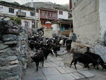 Goats in town