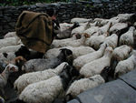Porter and sheep
