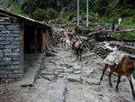 Mule train