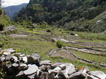 Rice fields.  As we go north, wheat will replace the rice
