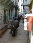 Cows