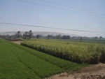 Farm field, atypically empty