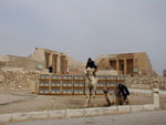 Tourist police and their camels