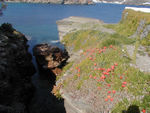 Flowers, rocks, and water