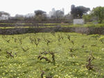 Pretty field