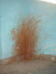 A large number of people chew pan or betel nut concoctions, with or without tobacco.  The juice is red and stains lips, teeth, streets, and nearly every public wall.  Betel-stained wall.  Yes, it's gross.