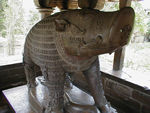 Big boar