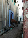 No place in India is entirely safe from cows?