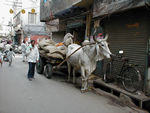 How many horsepower does a cow have?
