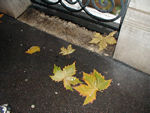 It's fall