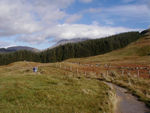 Duncan and Tote headed into another managed "forest"
