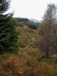 Walking in the "forest"