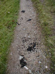Sheep poop, brought to you by Monica